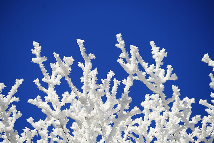esthétique, branches, gelée blanche, hiver, photo d’hiver, photographie d’hiver, winteraufnahme