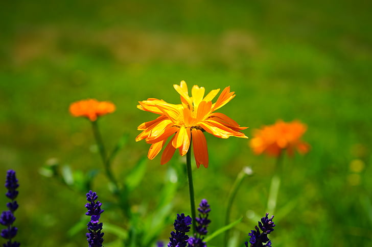 Marigold, bunga, Blossom, mekar, Orange, Calendula officinalis, berkebun