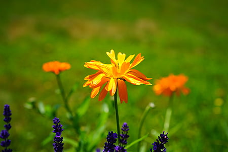 marigold, flower, blossom, bloom, orange, calendula officinalis, gardening