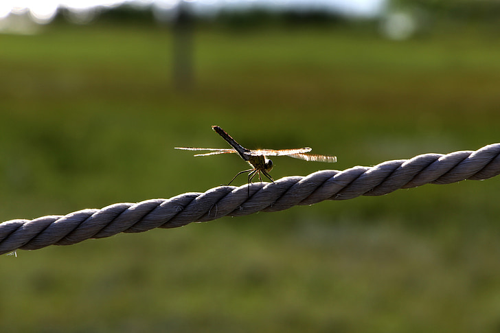 Dragonfly, Prairie, taustvalgus