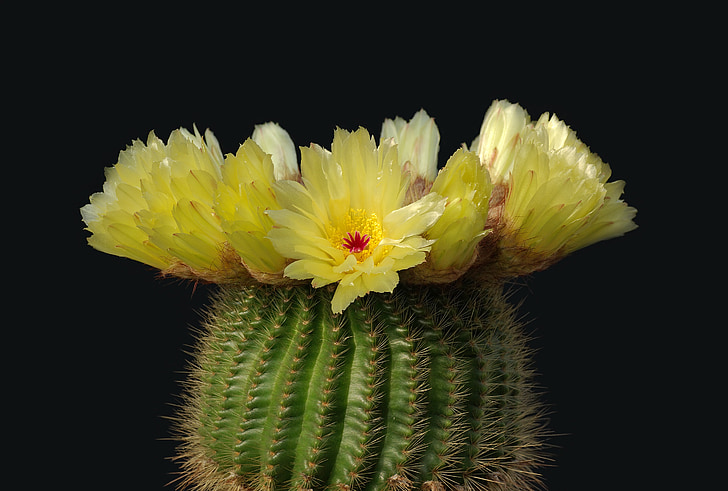 Kaktuss, Kaktuss zieds, notocactus minimus, Parodia tenuicylindrica, Cactaceae, atvases, zieds