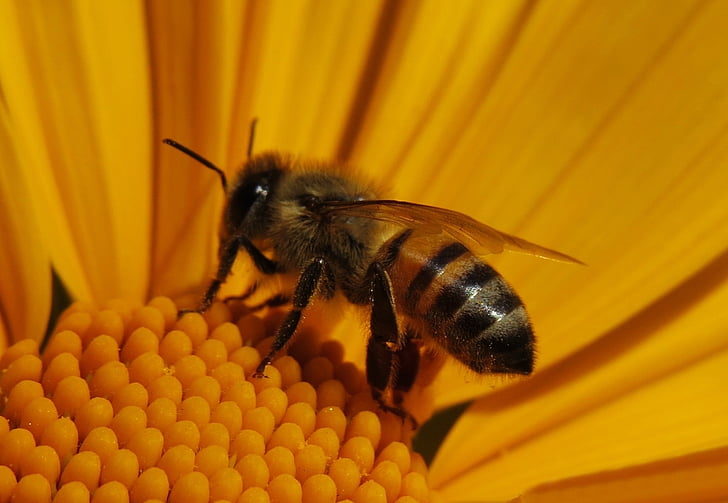 abelha, inseto, macro, flores delicadas, natureza, meio ambiente, cão-abelha