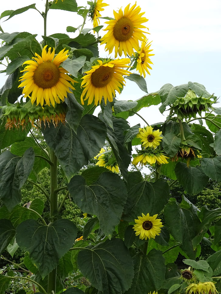 sunflower, garden, summer, family