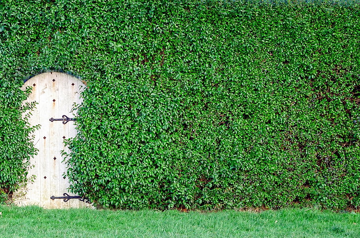 kert, zöld, Bush, fa, közeli kép:, napfény, ajtó
