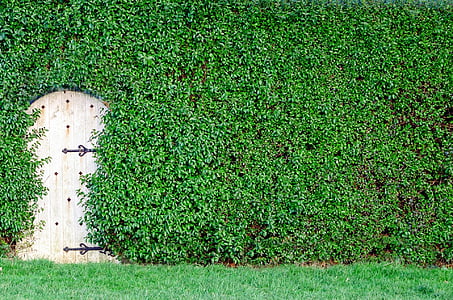 Sân vườn, màu xanh lá cây, Tổng thống Bush, gỗ, cận cảnh, ánh sáng mặt trời, cửa ra vào