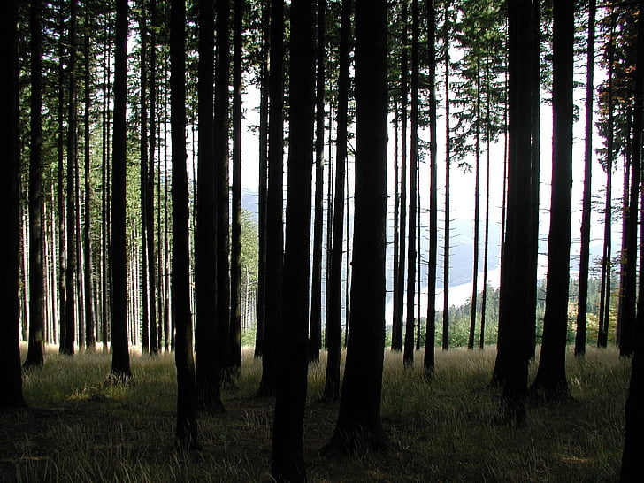 stromy, kmeny stromů, zadní světlo, Les, Příroda, prostředí, odpočinek