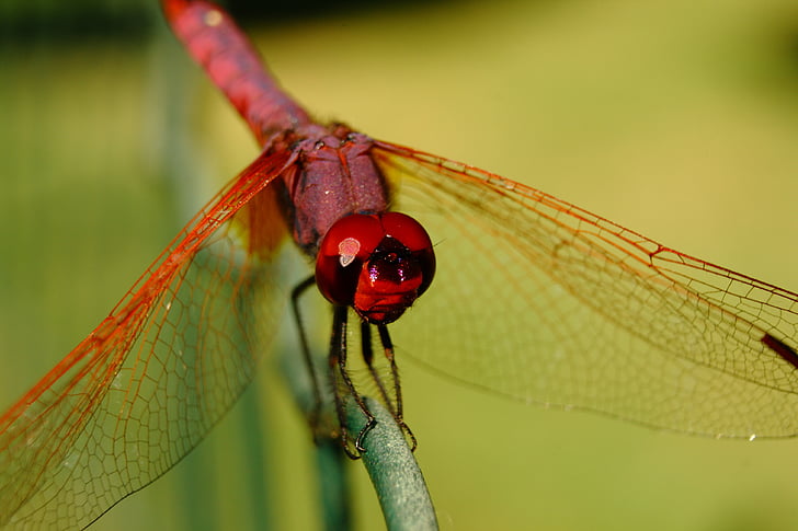 dragonfly, insect, insects, macro, nature, garden, red dragonfly