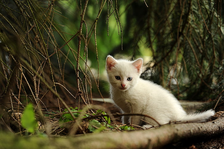 con mèo, trẻ con vật, tò mò, mèo rừng, động vật, Thiên nhiên, một trong những động vật