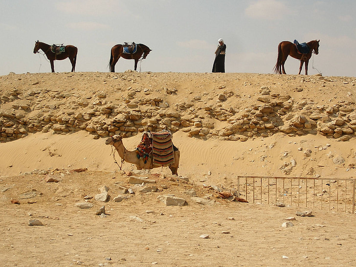 desert, giza, egypt, horses, camel