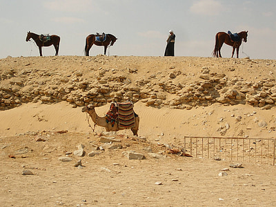 ørken, Giza, Egypten, heste, Camel