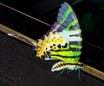 butterfly, insect, close, nature, butterfly - Insect, animal Wing, animal