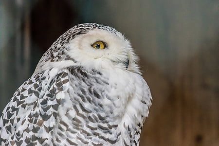 snowy owl, owl, bird, animal, plumage, white, feather