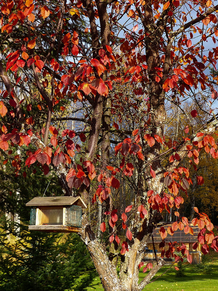 autumn, fall, red, leaves, tree, garden, bird house