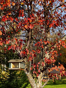 秋, 秋, 赤, 葉, ツリー, ガーデン, 鳥の家