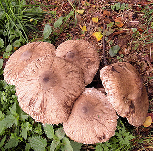 champignon d’écran géant, bolets, baguettes de tambour, champignon, Forest, automne, Meadow