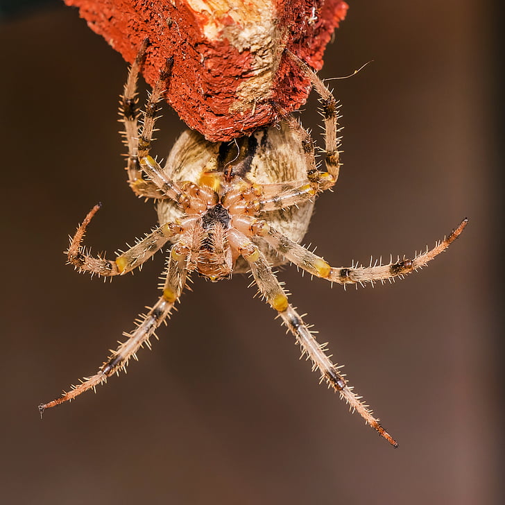 spider, with, crowned keresztespók, araneus diadematus, arachnida, spiders, arthropod