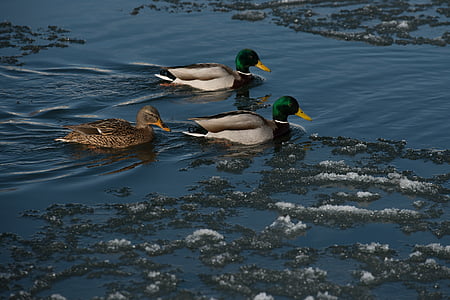 wild ducks, water, winter, snow, ice, river
