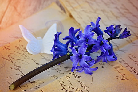 hiacintas, gėlė, žiedų, žydėti, mėlyna, kvepiančių gėlių, gardus