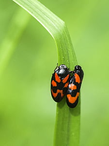 cicade, froghopper, insect, natuur, dier