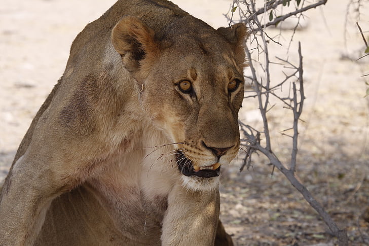 Lioness, full, Namibia, fauna, djur, djurvärlden, Lion - feline