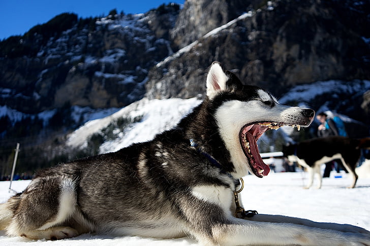 pes, unavený, zívanie, zuby, sánky, sneh, zimné