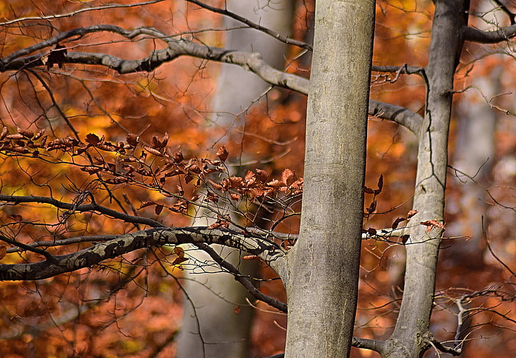 efterårs stemning, blade, dukke op, skov, træ, oktober, efterår blade