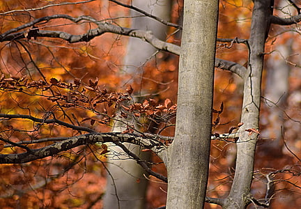 őszi hangulat, levelek, jelennek meg, erdő, fa, október, őszi lombozat