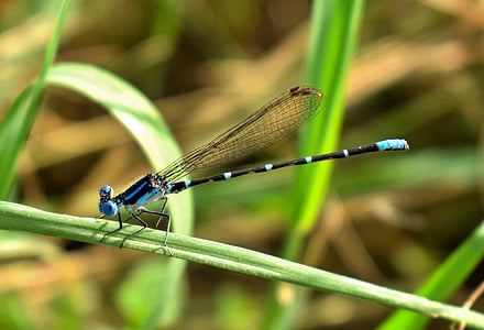 damselfly, familiar bluet, bluet, insect, insectoid, winged, bug