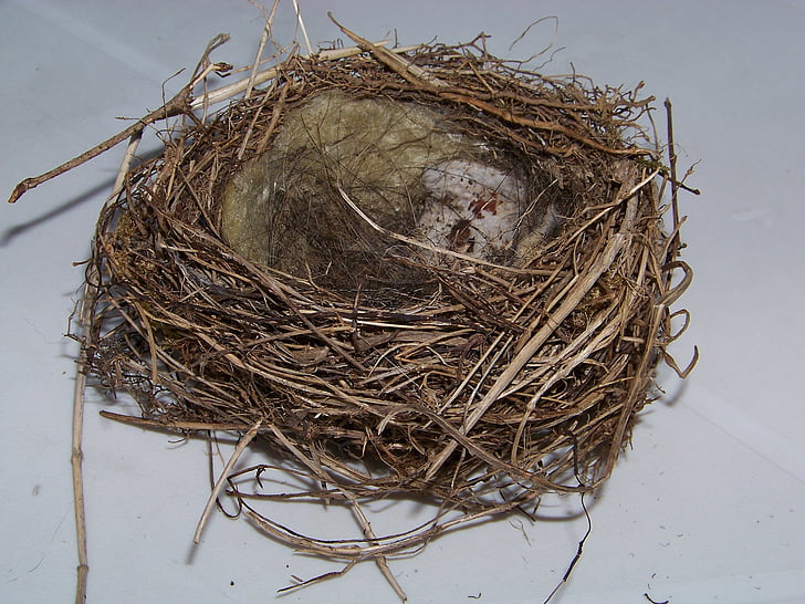 bird's nest, nest, nesting place, hatchery, bird breeding, breed, branch