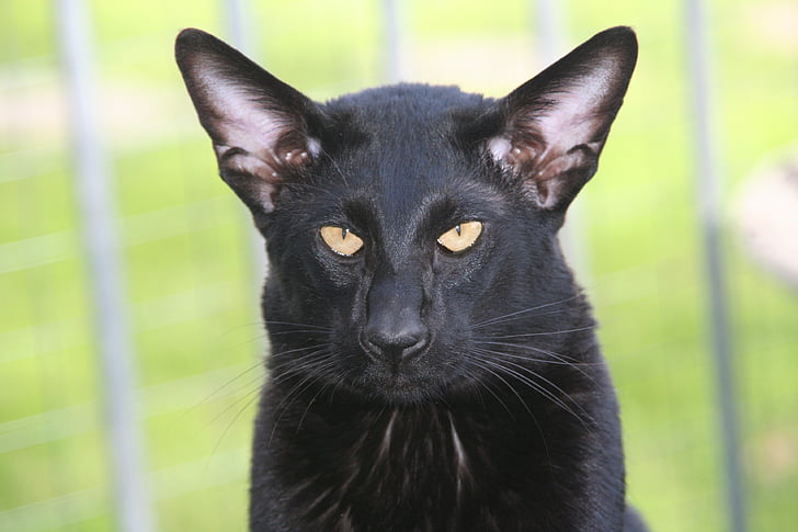 macska, Gejzer különleges, fekete, szőrme, bájos, állatok, gyönyörű