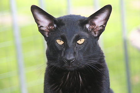 con mèo, panter, màu đen, lông thú, duyên dáng, động vật, Đẹp