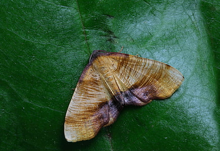 moth, macro, insect, close, wing, nature, close-up
