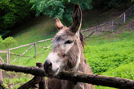 burro, equino, mula, animais, Parque, natureza, Itália