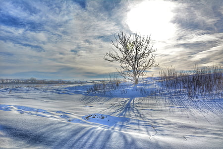 paesaggio innevato, albero solitario, sole d'inverno, natura di inverno, Slovacchia