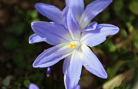 estrella azul, Scilla, jardín de flores, violeta, primavera, verano, polen