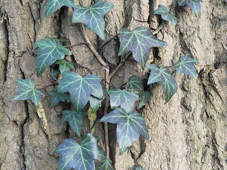 ivy, bark, tree, trunk, wood, green, texture