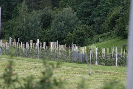 Plantage, Wein, Wein hängen, Weinbau