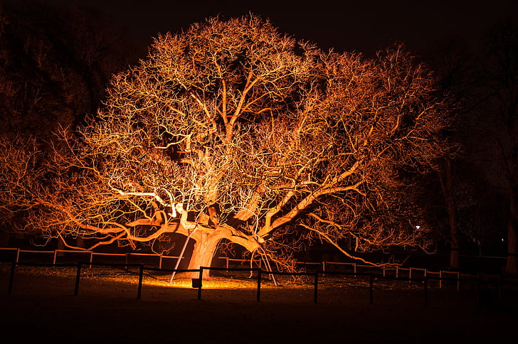 tree, light, lighting, atmospheric, mystical, nature, night