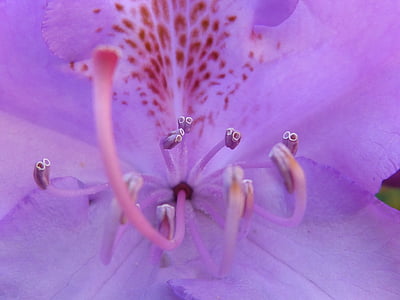 stempel, pollen, Blossom, Bloom, Støvvejen, lilla, Luk