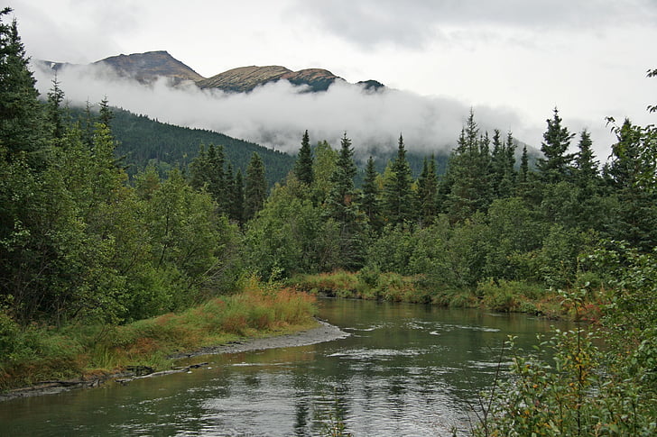 Alaska, wildernis, bos, bomen, wolken, wolk, mist