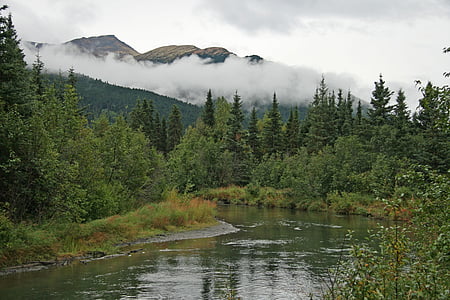 Aljaška, Wilderness, Forest, stromy, oblaky, Cloud, hmla