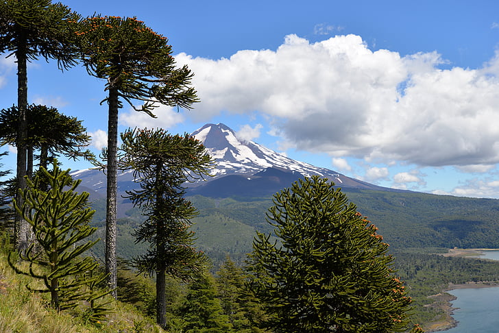 Parco nazionale di Conguillío, Vulcano, cielo, nuvole, alberi, Araucaria araucana, alta montagna