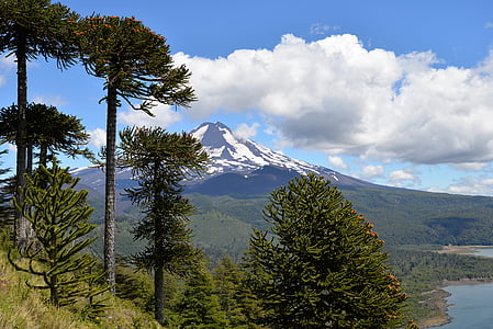 conguillío εθνικό πάρκο, ηφαίστειο, ουρανός, σύννεφα, δέντρα, Araucaria araucana, ψηλό βουνό