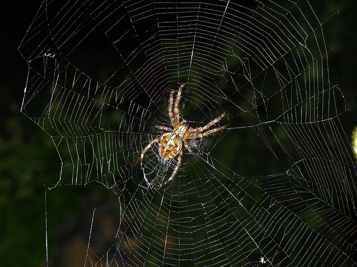 animals, insect, spider, cobweb