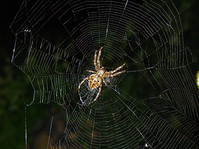 Tiere, Insekt, Spinne, Spinnennetz