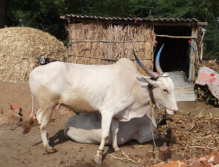Буллок, бык, Хилари породы, тяги животное, Карнатака, Индия, Корова