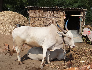 Bullock, Bou, raça khilari, animal barril, Karnataka, l'Índia, vaca