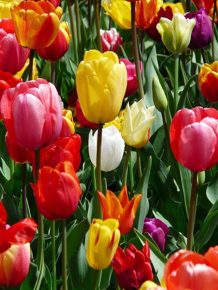 háttér, design, virágok, kert, természet, tulipán, sárga