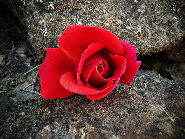 rød rose, rød, Rock, blomst, kronblad, vakker, natur