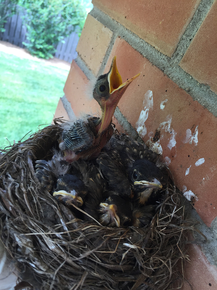 birds, nest, hatch, hungry, neck, tweet, spring
